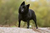 SCHIPPERKE 826